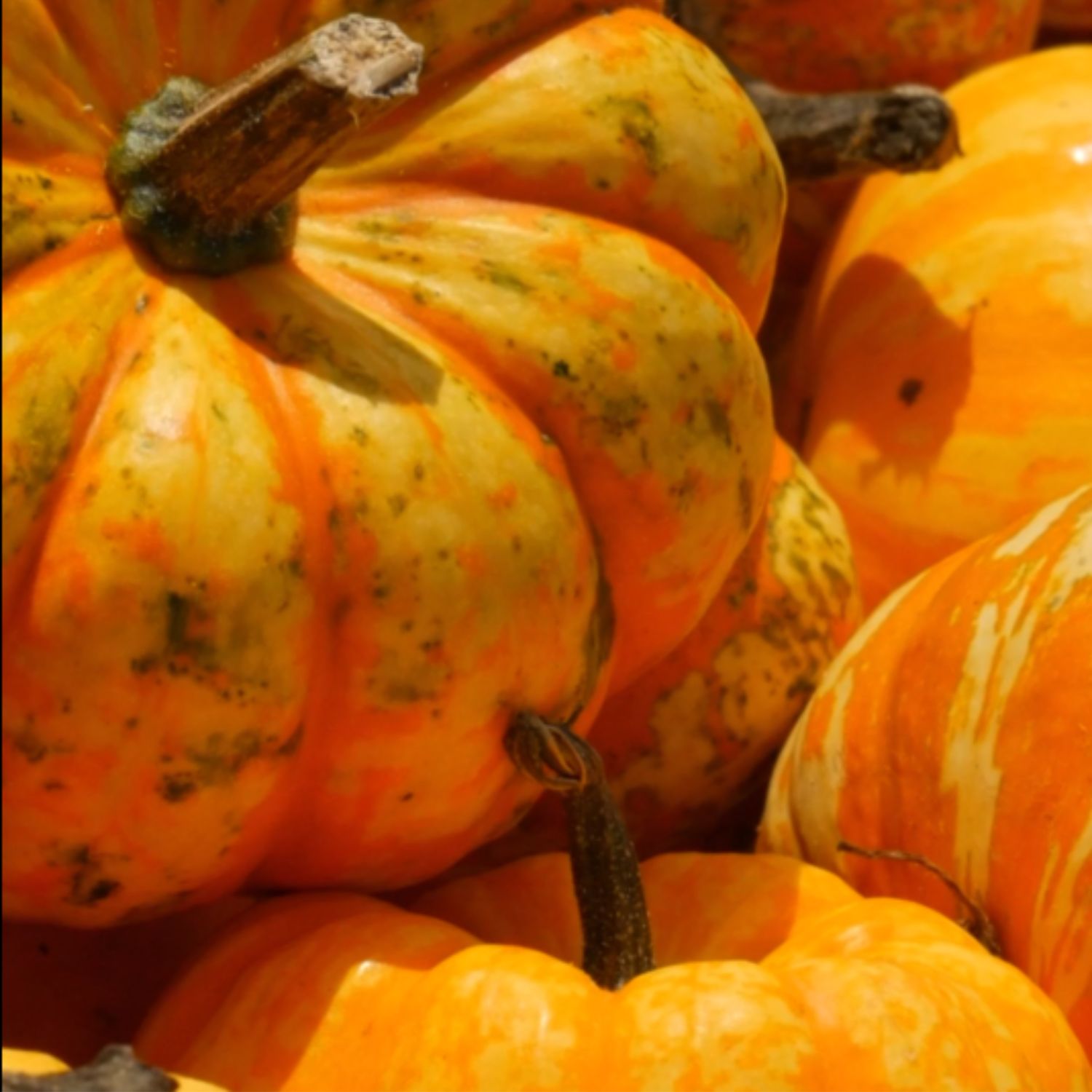 Crème hydratante vegan Yokaba Pumpkin Spice – soin mains et corps automne